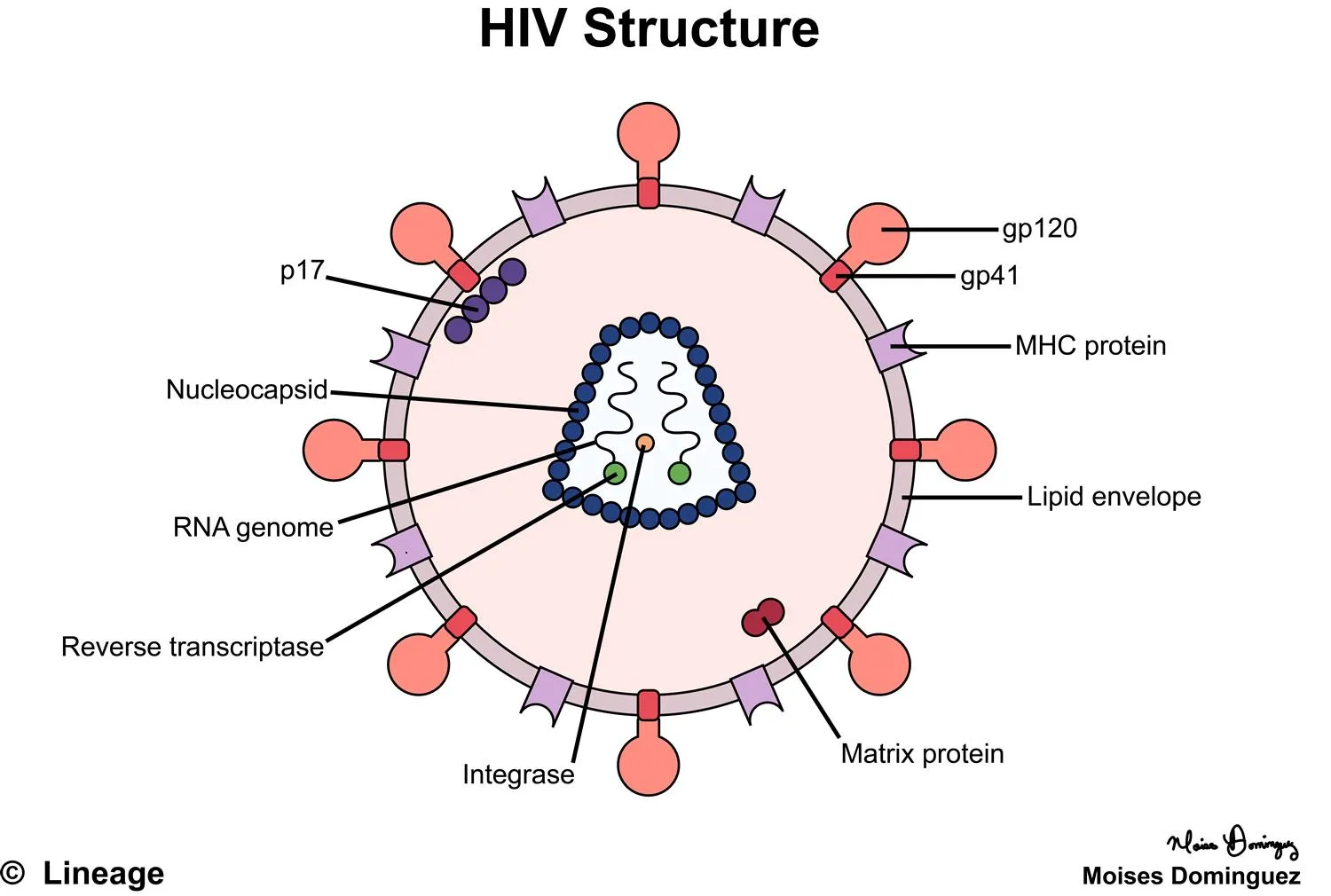 Human immunodeficiency virus (HIV) cross-section